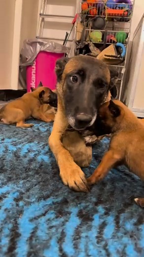 The best lesson 👩‍🏫 not by theory 📖 #dogs #malinois #puppy #philingsmalinois | Federico Ragnoni