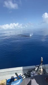 Ballena a la vista | Antonio Navarro Wolff