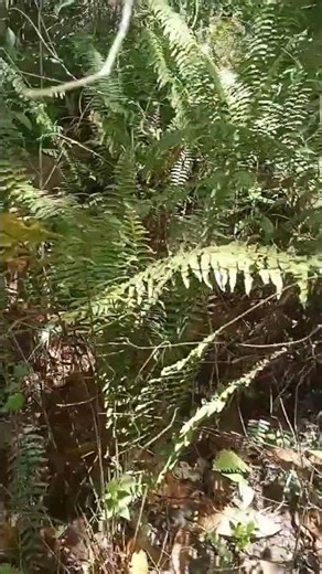 kasama Ku si coco at Tim Tim #comment #like #share #subscribe