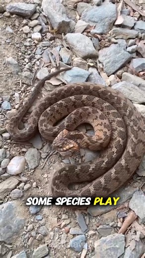 FactClaw AI on Instagram: "5 Mistakes You Should Never Do During a Snake Encounte #snakes #snake #attacks"