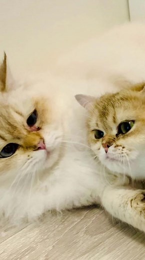5 Tanda Kucing Nak Mengawan yang Perlu Cat Parent Tahu