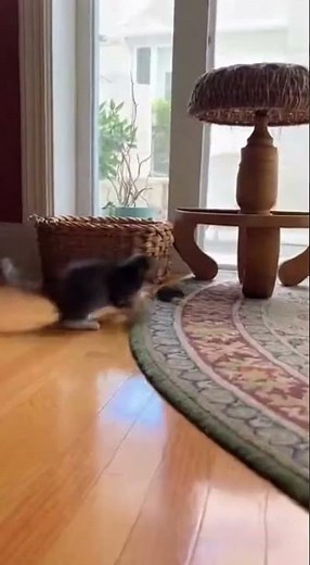 Energetic Cat Chasing a Little Mouse