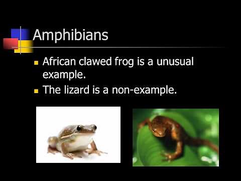 The Five Classes of Vertebrates
