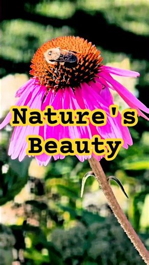 The Beauty of Nature 🌍✨ #naturelovers #scenic #shorts