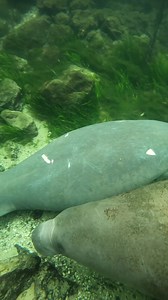107K views · 689 reactions | Reminiscing the days of Manatee Season in Three Sisters Springs on this Throwback Thursday! 勇 We are looking forward to this upcoming season and seeing all of our Manatee friends back in the bay. You may notice one particular Manatee in this clip with a distinguished scar on his back, his name’s Triangle!  He’s actually one of our “locals” here who inhabit Kings Bay year round! | Manatee Tour and Dive | Facebook