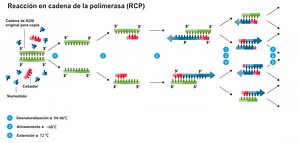 Parte 10: Técnica de la PCR