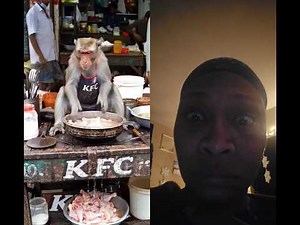 MONKEYS WORKING AT Kentucky Fried Chicken ...#animal #KFC