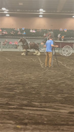 6.5K views · 137 reactions | National Clydesdale Show - Team of Mares Glenco Galcantray Clydesdales - Carson Behn | Clydesdale Breeders of the USA | Facebook