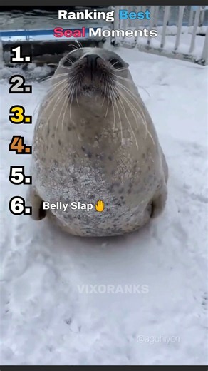 Ranking the FUNNIEST Seal Moments 🦭😂 #Shorts