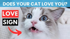 12K views · 245 reactions | Have you ever wondered "Does my cat love...