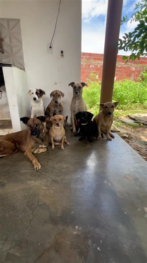 Quem é a cantora do mato? Jogo em família!