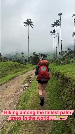 Hiking Cocora Valley 🇨🇴 | Colombia’s Surreal Palm Tree Paradise