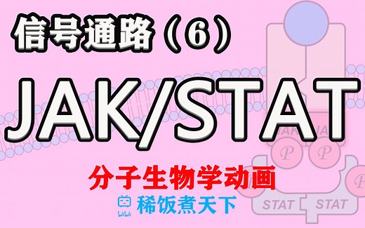【分子生物学动画】JAK/STAT 信号通路（6）
