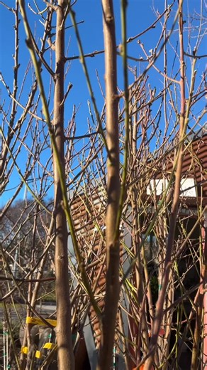 Bare Root are Here! The most efficient way to transport, plant and grow fruit! Feed your belly. Feed your family. Feed your community. Feed your soul….. | Magnolia Gift and Garden