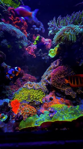 Hedley’s Reef 🇬🇧 (Dan) on Instagram: "Lazy filters ————————————— ***** UK Reefing 🇬🇧 ***** ————————————— Custom 3 x 2 x 2 (90G) ————————————— Sponsors @reef_zlements ————————————— Dosing @reef_zlements PH-Plus 2 Part ————————————— Lighting 2x @philips coral care gen2 2x @reeffactory Reef Flare bars ————————————— Flow 2x @Ecotechmarine MP40 1x @Maxspect Gyre 350 @Ecotechmarine Vectra S2 return ————————————— Control @reeffactory x3 Doser @reeffactory KH Keeper Plus @reeffactory Thermo Control