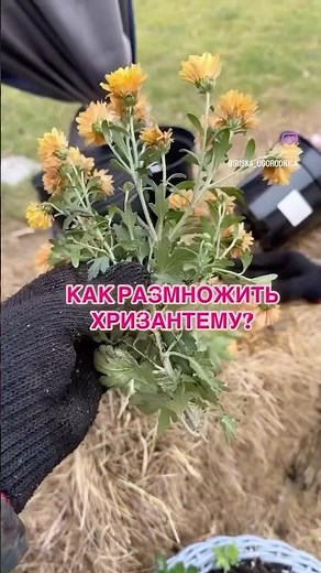 How to propagate chrysanthemums? #gardening #flowers #dacha