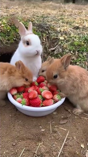 Adorable Rabbits Eating Strawberries in the Countryside 🍓🐇