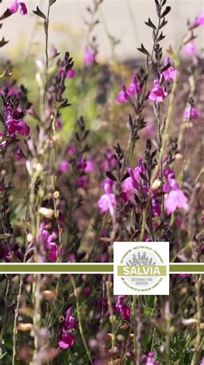 🌸 Salvia Week Wrap-Up 🌸 Salvias bring color, motion, and life to gardens while quietly doing important work for pollinators. They’re a perfect example of how thoughtful plant choices can make landscapes more resilient — and more alive. Are salvias on your 2025 garden plan? Ultra Violet Salvia is featured in the clip. :) | High Country Gardens
