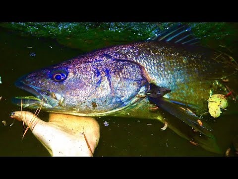 Simple Way Of Catching Mulloway/Jewfish