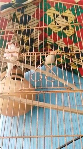 white Java finch#foryou #trendingshorts #birds #vip