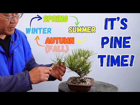 Caring for Pine Bonsai Branches, Needles and Candles