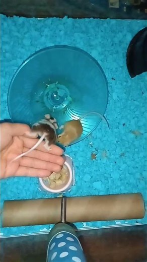 #music #mice #fighting #violent #mousecore #mouse #aggressive #fight #petproblems #problems #attack