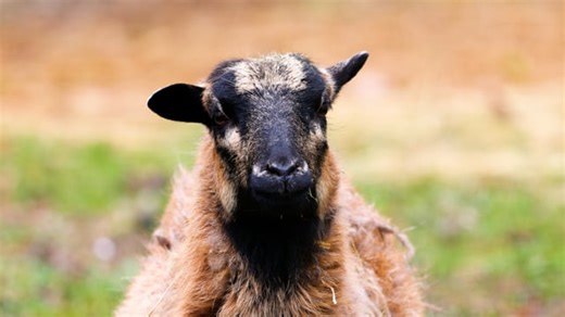 Goat, Nature, Fur. Free Stock Video