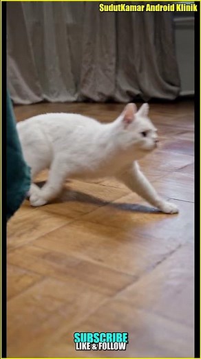 White Cat Playing With String: Adorable Pounce & Chase Action! 🤍🧶 [Shorts]