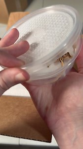 today, we’re sending a beautiful gecko to a returning gecko parent who has trusted us time and again. what started as a small hobby has grown into something bigger, and moments like this remind us why we do it. to our gecko parent, thank you for welcoming another little one and for letting our creations be part of their lives. may this gecko bring you another sweet memory to treasure. 💛 | Geckopia