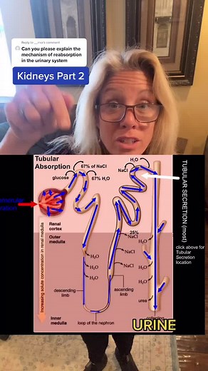 Understanding the Renal System: Kidneys, Urine, and More!