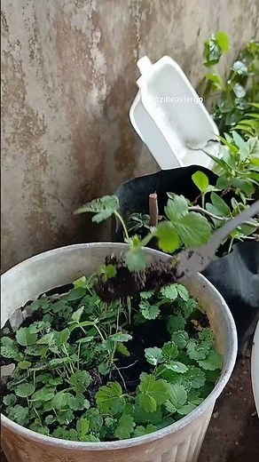 Turn 1 Strawberry Plant Into 10! 🍓