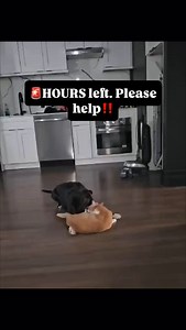 168 reactions · 36 comments |  URGENT: SASSY & ARCHIE ARE OUT OF...