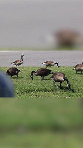 20 reactions · 3 comments | Eight Canada geese needed help after...