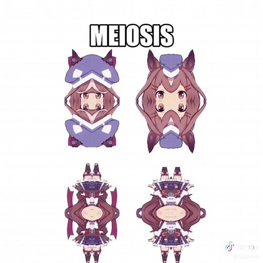 Understanding Mitosis and Meiosis: Key Differences