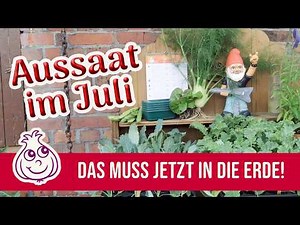 Gardening in July: What you can still plant now (Succession planting & winter vegetables) 🥕 AI-free