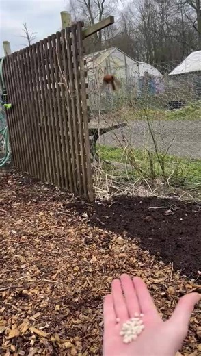 Little friend on the plot! He’s getting braver! #beginnersallotment #allotmentgardening #robinredbrest