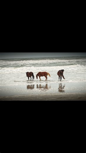 12 reactions · 4 comments | Wild horses on carova beach NC  #photography #northcarolina #carovabeach #wildhorses #wildhorse #horse #horsephotograpy #wildlifephotography #wildlife #adventure | Tyler Ketchum | Facebook