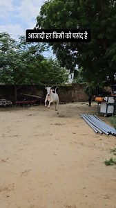 7.7K views · 460 reactions | Youngest Haryana breed ox  | Bheem Rural Farmer | Facebook