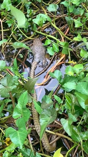 Snake catches a frog #nationalinstituteofbiologicalresources #animals #NationalInstituteofBiologi...