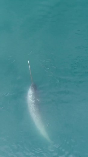 Memories from an incredible encounter with a unique and mythic species, the narwhal. The moment felt beyond this world. Narwhals are also called sea unicorn. Here we can witness how they trip to catch fish.⁣ ⁣ #narwhal #whale #Arctic #nature #uniquness #seaunicorn #nunavut