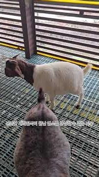 How to check if goat kid recognition is complete