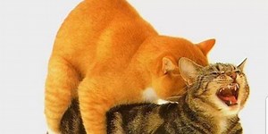 Porque os gatos ‘gritam’ durante o acasalamento; como é o órgão do felino