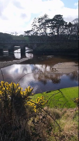 View of gorse bushes in yellow flower inlet of water as the Glendun River flows into the foothills of the Glens of Antrim at the Northern Ireland coastal village of Cushendun, bright sunny spring day