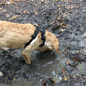 5.3K views · 570 reactions | Thank goodness we don’t live in a flat decorated primarily in white with faux sheepskin rugs everywhere... Oh wait... 臘‍♀️ | Sweet William | Facebook