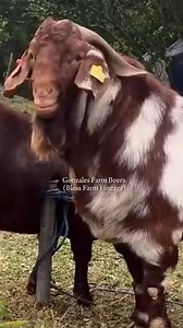 286K views · 3K reactions | Presenting full-blood Boers acquired from, and bred with, the Bless Farm bloodline of Ricky Tan. Over the years, the Bless Farm lineage has consistently proven to produce larger, more muscular goats with sleek coats and well-developed bone structure. Stay tuned for an important announcement at the end of the video. ✨ | Gonzales Farm | Facebook