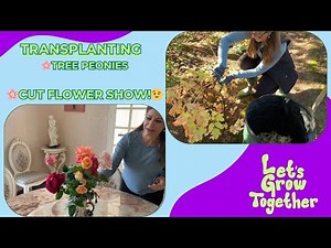 Giving My Tree Peonies a New Home | Prune, Transplant, and Thrive!