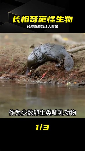 Bizarre Creatures That Make You Question Reality—Do These Animals Really Exist? #BizarreLooks #St...