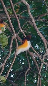 The Bird of Paradise That Looks Too Beautiful to Be Real!