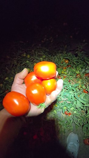 ELDER YAHUDAH on Instagram: "I do not eat nightshade vegetables. Neither do I grill them for me and my family because of auto-immune disease. We choose not to eat them. However, we do grow a number of crops and sell ar the market farmer's market. This is why we love our farm. We could produce a whole lot of food on just 2 acres, even less than that.. #feedthehomeless #homeless #hungry #starvation #gardening #farming If you want to learn how to grow Bush tomatoes on the ground instead of using a 