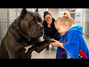 A Girl Who Couldn't Speak Met This 150lb Cane Corso—and What He Did Left Everyone Speechless